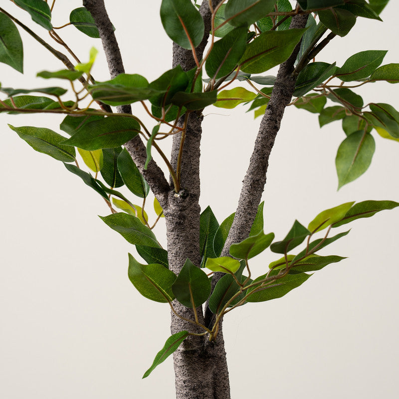 155Cm Real Touch Mini Ficus Tree